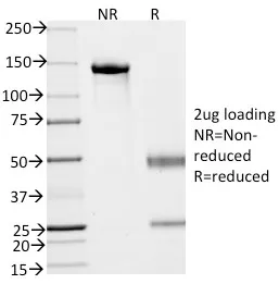 Anti-Ep-CAM / CD326(VU-1D9), CF640R conjugate - image 6
