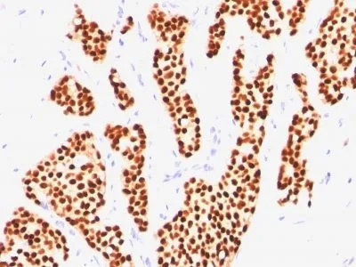 Anti-Estrogen Receptor(ER505) - image 2