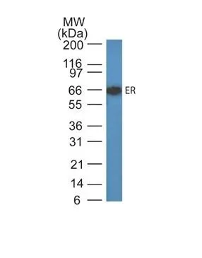 Anti-Estrogen Receptor(ER505) - image 1
