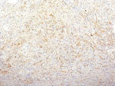 Anti-Fibronectin(TV-1), CF488A conjugate - image 1