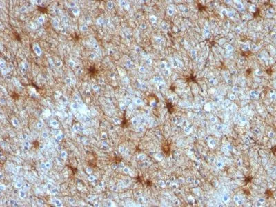Anti-GFAP(ASTRO/789), CF640R conjugate - image 2