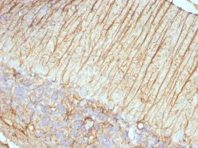 Anti-GFAP(ASTRO/789), CF640R conjugate - image 3