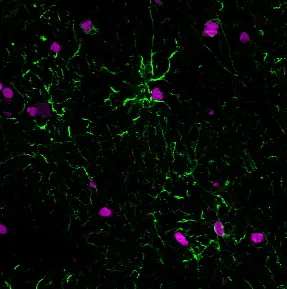 Anti-GFAP(GA-5), CF770 conjugate - image 2