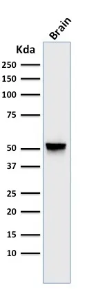 Anti-GFAP(GA-5), CF770 conjugate - image 6