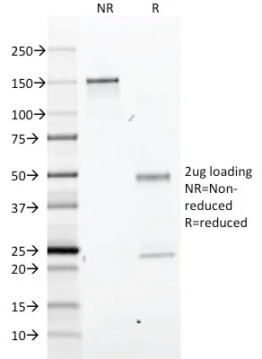 Anti-GFAP(GA-5), CF770 conjugate - image 7