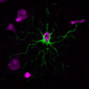 Anti-GFAP(GA-5), CF770 conjugate - image 1