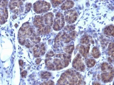 Anti-GLG1 (Golgi Complex)(GLG1/970) - image 1