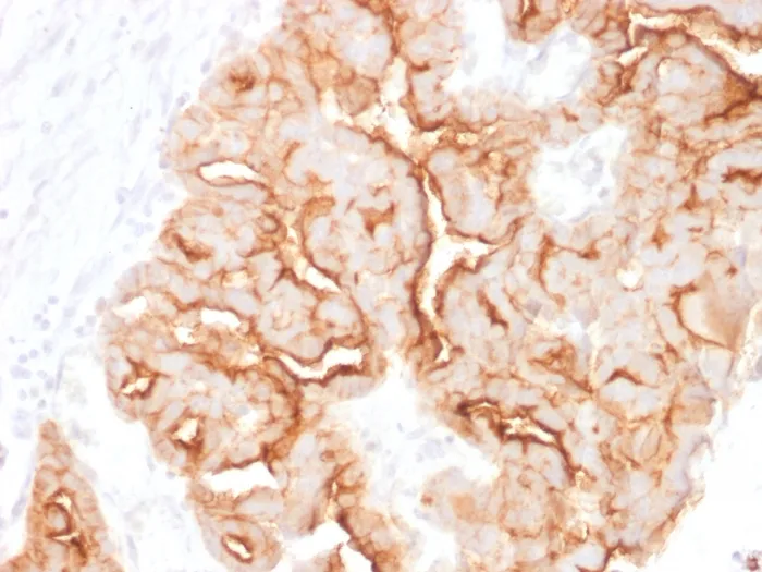 Anti-MUC16 / CA125 (Ovarian Carcinoma Marker)(MUC16/1860), CF740 conjugate - image 1