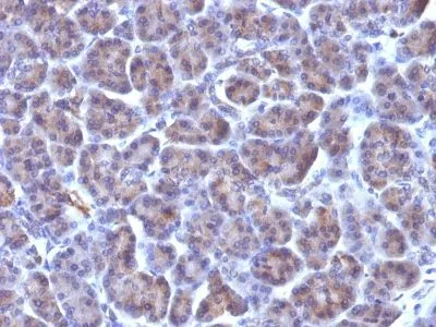Anti-Golgi Complex(371-4) - image 1