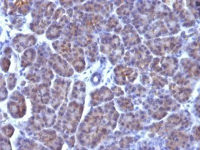 Anti-Golgi Complex(AE-6), CF640R conjugate - image 1
