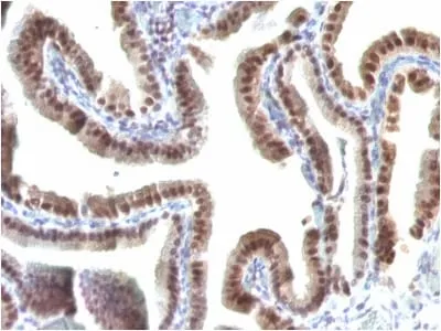 Anti-TOX3(TOX3/1123), CF740 conjugate - image 2