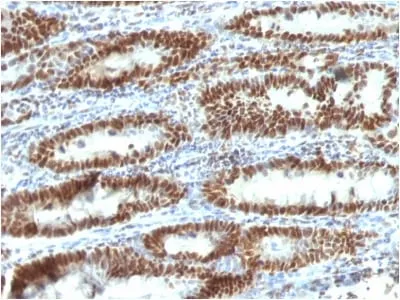 Anti-TOX3(TOX3/1123), CF740 conjugate - image 1