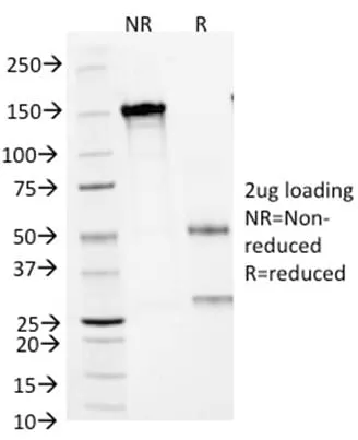Anti-Arginase 1 (Hepatocellular Carcinoma Marker) (ARG1/1125) , CF740 conjugate - image 3