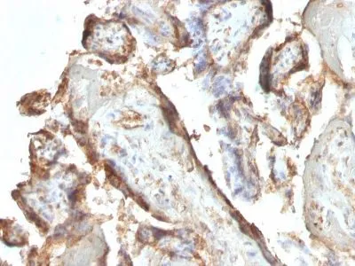 Anti-HCG-intact(HCGab/52), CF640R conjugate - image 1