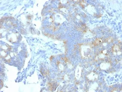 Anti-Heparan Sulphate Proteoglycan(A7L6) - image 1