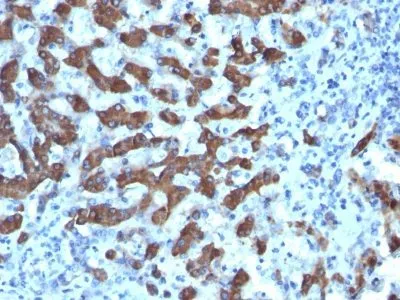 Anti-Hepatocyte Specific(CPS1/1022), CF568 conjugate - image 1