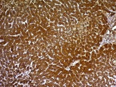 Anti-Hepatocyte Specific(HepPar1) - image 1