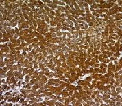 Anti-Hepatocyte Specific(OCH1E5) - image 1