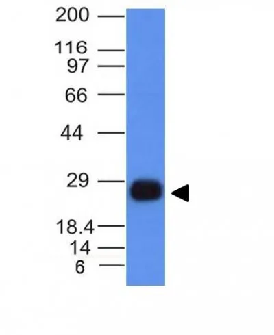 Anti-HLA-DRB(HLA-DRB/1067), CF405S conjugate - image 1