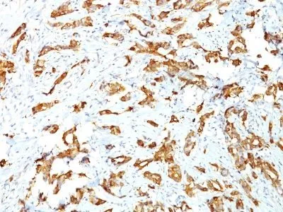 Anti-HSP27(G3.1), CF647 conjugate - image 2