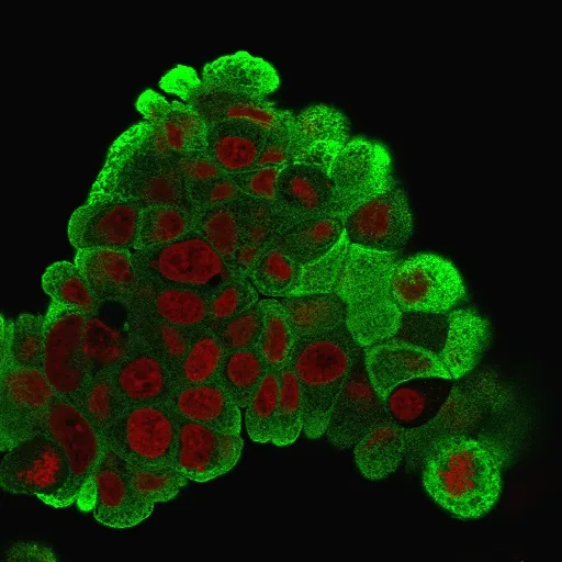 Anti-HSP27(G3.1), CF647 conjugate - image 3