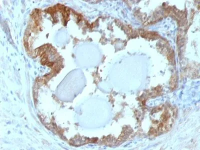 Anti-HSP27(G3.1), CF647 conjugate - image 1
