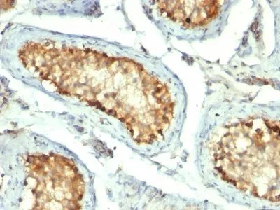 Anti-HSP60(GROEL/730), CF594 conjugate - image 1