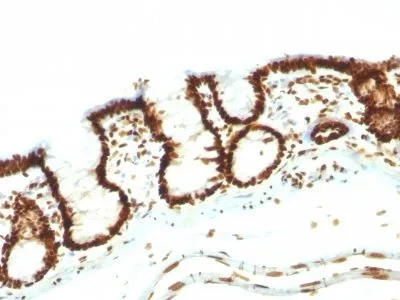 Anti-Human Nuclear Antigen(NM106) - image 3