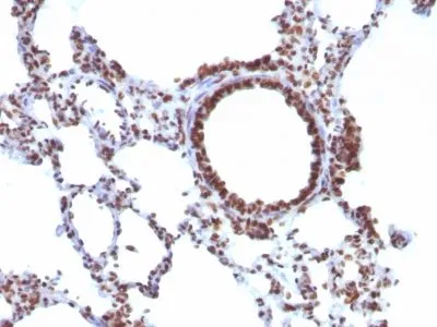 Anti-Human Nuclear Antigen(NM106) - image 4