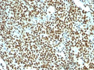 Anti-Human Nuclear Antigen(NM106) - image 1