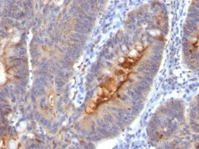 Anti-IgA Secretory Component(SC05), CF488A conjugate - image 1