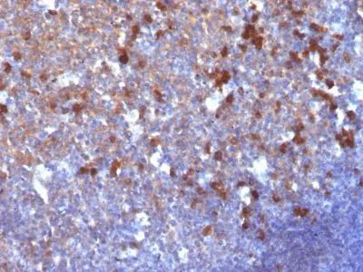 Anti-Human IgG Immunoglobulin(IG217), CF640R conjugate - image 1