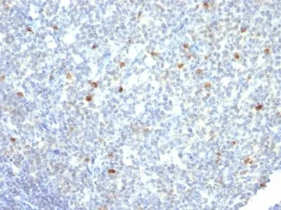 Anti-IgM Immunoglobulin(IM260), Biotin conjugate - image 1