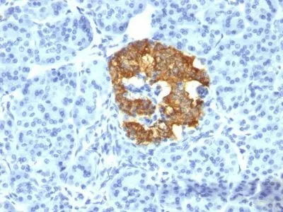 Anti-Insulin(2D11-H5) - image 1