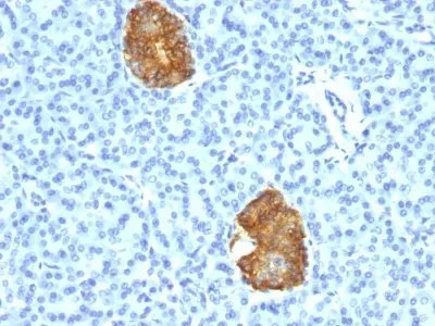 Anti-Insulin(E2-E3 + 2D11-H5), CF405S conjugate - image 1