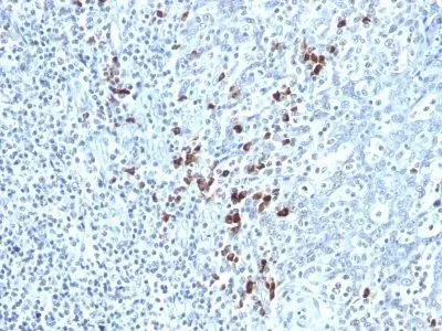 Anti-Human Kappa Light Chain(KLC264), CF405S conjugate - image 2