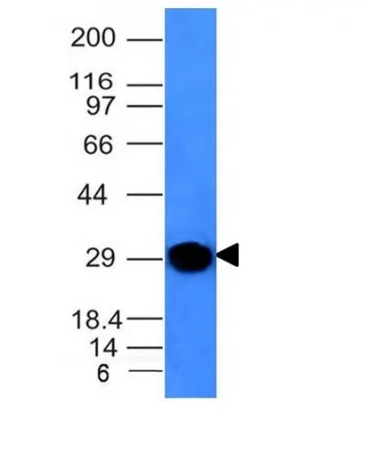 Anti-Human Kappa Light Chain(KLC264), CF405S conjugate - image 1