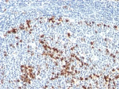 Anti-Human Kappa Light Chain(L1C1), CF640R conjugate - image 2