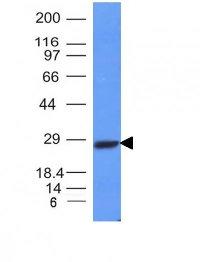 Anti-Human Kappa Light Chain(L1C1), CF640R conjugate - image 1