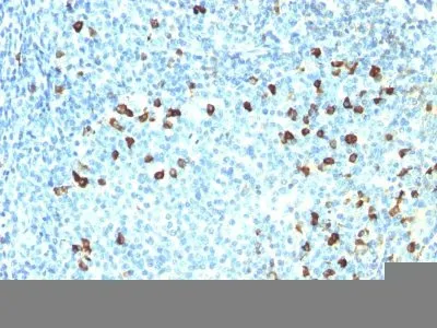 Anti-Human Lambda Light Chain(ICO-106), Biotin conjugate - image 1