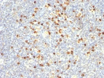 Anti-Human Lambda Light Chain(Lamb14), CF405S conjugate - image 1