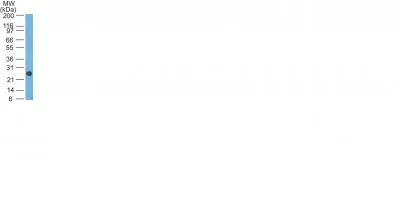 Anti-Human Lambda Light Chain(Lamb14), CF647 conjugate - image 2