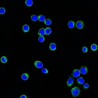 Anti-Human Lambda Light Chain(LcN-2) - image 3