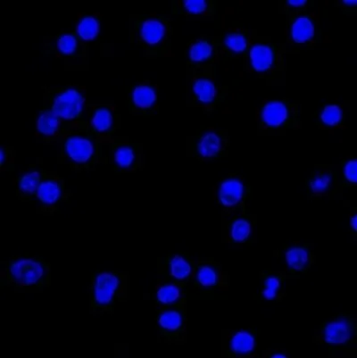 Anti-Human Lambda Light Chain(LcN-2) - image 4