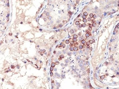 Anti-MAGE A1(MA454), CF405S conjugate - image 1