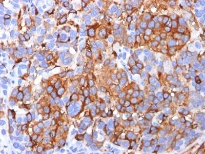 Anti-MART-1 / Melan-A(A103), CF568 conjugate - image 1