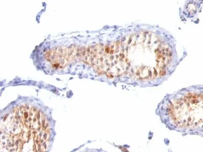 Anti-MART-1 / Melan-A(M2-7C10 + M2-9E3 + A103), CF640R conjugate - image 2