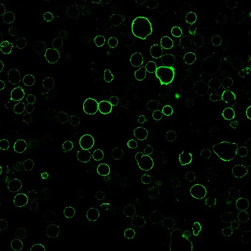 Anti-MHC II (HLA-DQ)(SPV-L3), CF640R conjugate - image 2