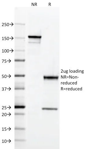 Anti-MHC II (HLA-DQ)(SPV-L3), CF640R conjugate - image 4