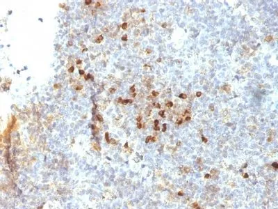 Anti-MHC II (HLA-DRA)(19-26.1) - image 1